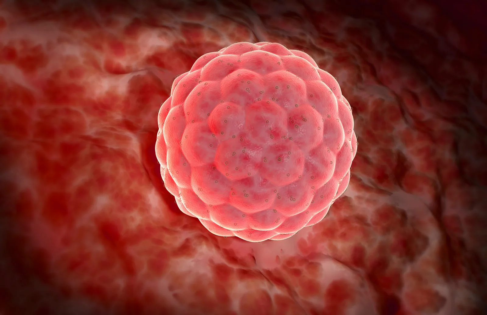 Blastocyst grading
