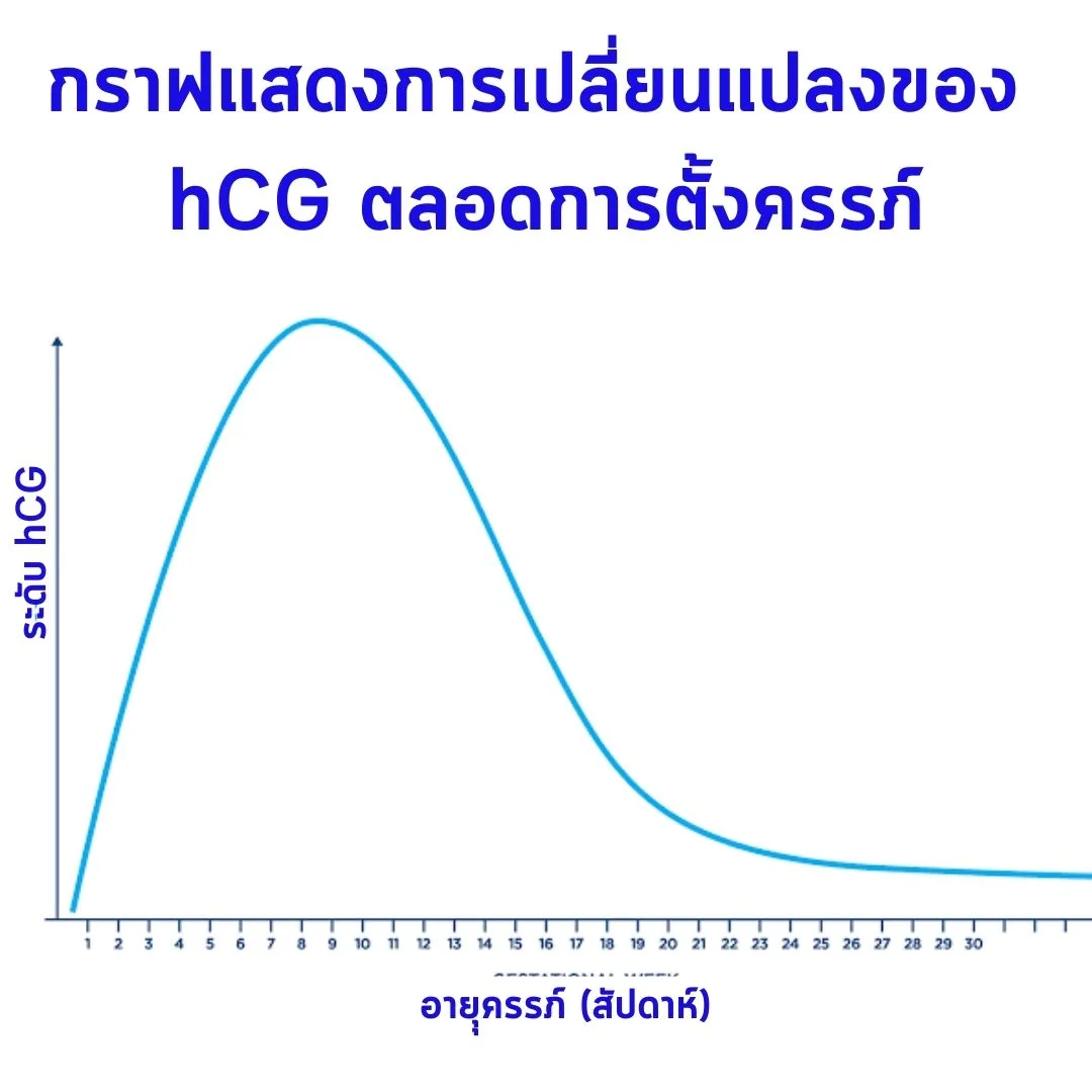 กราฟแสดงการเปลี่ยนแปลงของ hCG ตลอดการตั้งครรภ์ แกนตั้งคือระดับ hCG แกนนอนคืออายุครรภ์เป็นสัปดาห์ เส้นพุ่งขึ้นสูงสุดราวสัปดาห์ที่ 8 – 9 แล้วลดลงและแบนราบไปจนสุดกราฟ