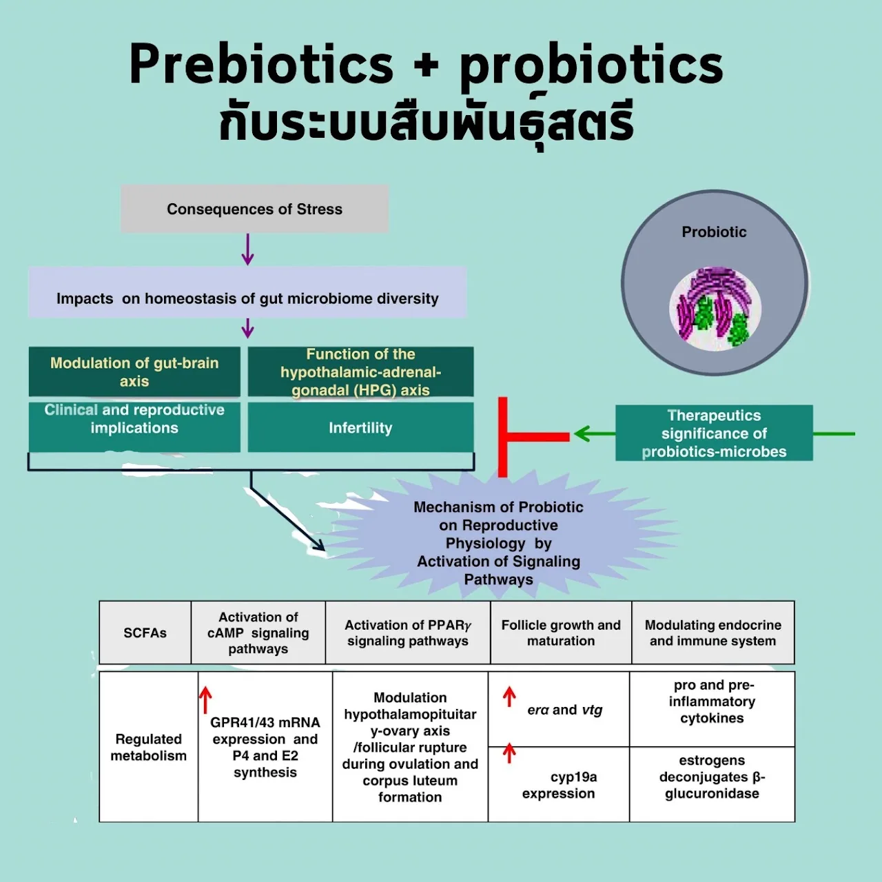 The first diagram — running from *Consequences of Stress* to *Impacts on homeostasis of gut microbiome diversity*, then branching into *Modulation of gut-brain axis*, *Function of the hypothalamic-adrenal-gonadal (HPG) axis*, *Clinical and reproductive implications* and *Infertility*, with a line from *Therapeutics significance of probiotics-microbes* barring that path and pointing on to *Mechanism of Probiotic on Reproductive Physiology by Activation of Signaling Pathways*.