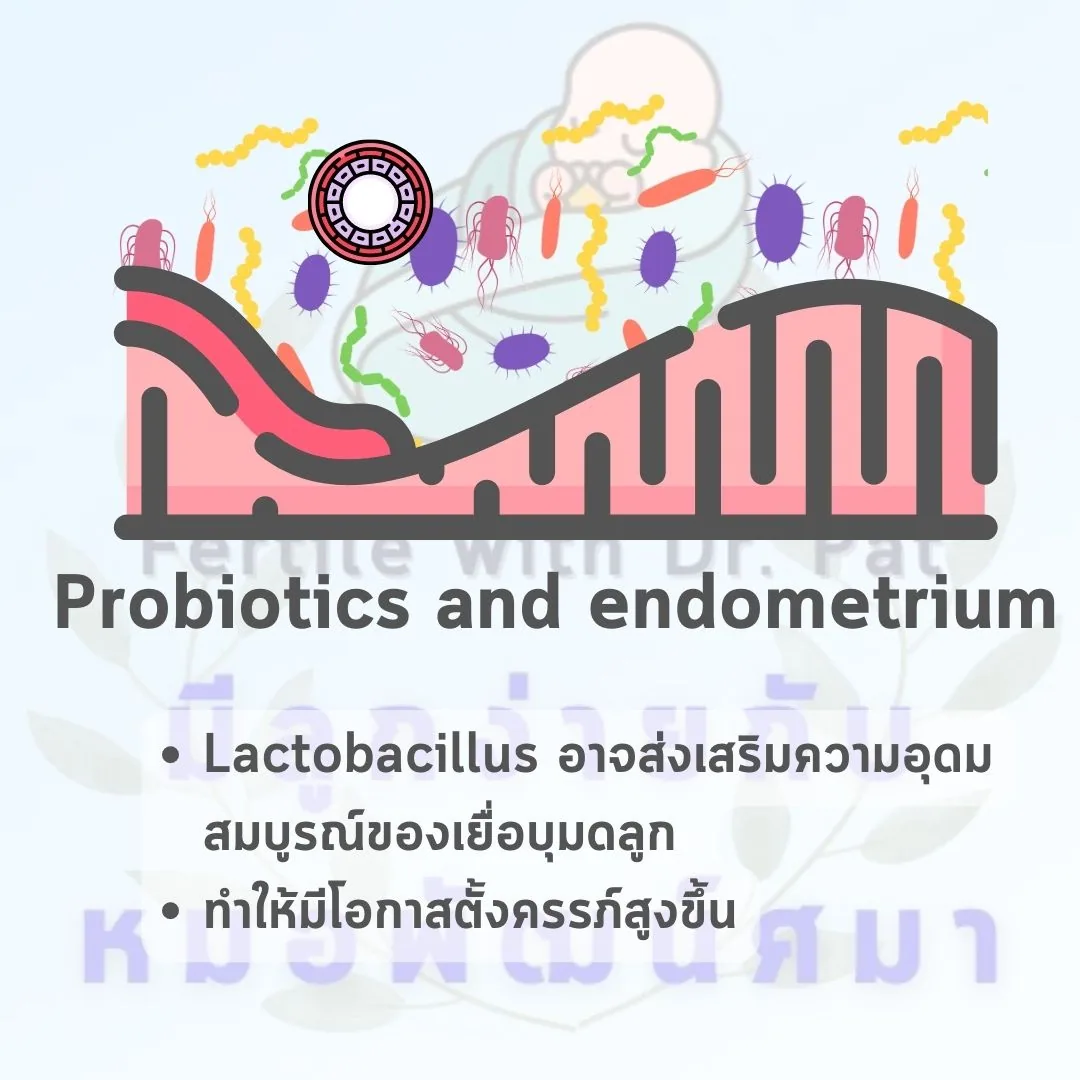 สไลด์ “Probiotics and endometrium” ภาพประกอบเป็นเยื่อบุโพรงมดลูกสีชมพู มีแบคทีเรียหลากรูปหลากสีอยู่เหนือขึ้นไป ใต้ภาพเขียนไว้ว่า Lactobacillus อาจส่งเสริมความอุดมสมบูรณ์ของเยื่อบุมดลูก ทำให้มีโอกาสตั้งครรภ์สูงขึ้น