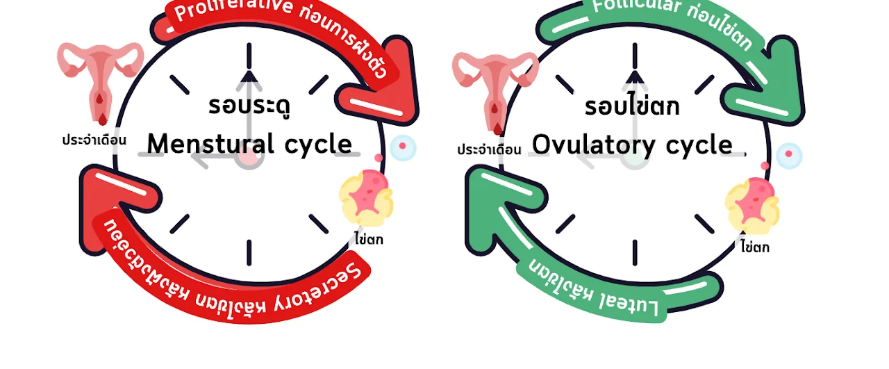 แผนภาพสองวง — วงซ้ายคือ **รอบระดู (menstrual cycle)** แบ่งเป็นช่วง Proliferative (ก่อนการฝังตัว) และ Secretory (หลังไข่ตก หลังฝังตัวอ่อน) วงขวาคือ **รอบไข่ตก (ovulatory cycle)** แบ่งเป็นช่วง Follicular (ก่อนไข่ตก) และ Luteal (หลังไข่ตก) ทั้งสองวงทำเครื่องหมายจุดประจำเดือนและจุดไข่ตกไว้ที่ตำแหน่งเดียวกัน