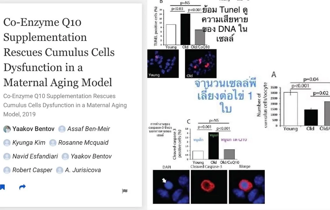 กราฟสามแผงจากเปเปอร์ CoQ10 เทียบหนูสาว หนูสูงวัย และหนูสูงวัยที่ได้ CoQ10
