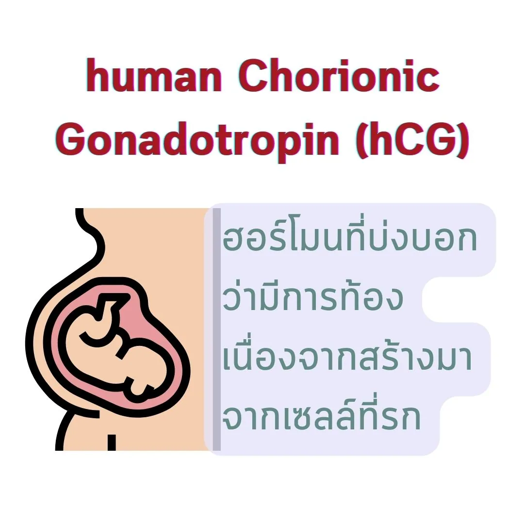 สไลด์อธิบาย human Chorionic Gonadotropin (hCG) ภาพวาดหน้าท้องหญิงตั้งครรภ์ที่มีทารกอยู่ในมดลูก ข้างข้อความว่าเป็นฮอร์โมนที่บ่งบอกว่ามีการท้อง เนื่องจากสร้างมาจากเซลล์ที่รก