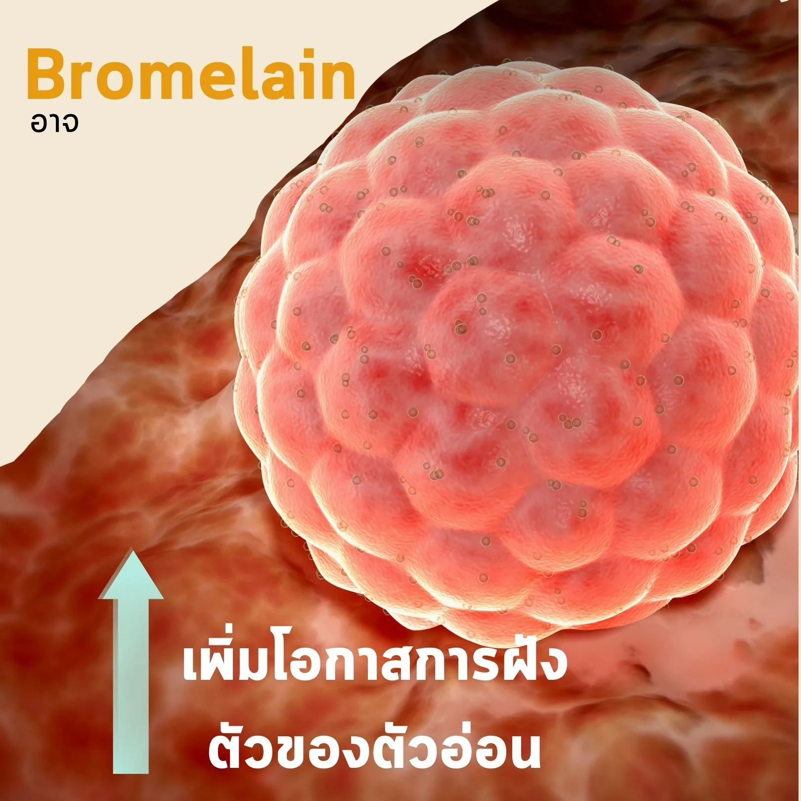 สไลด์ — Bromelain อาจเพิ่มโอกาสการฝังตัวของตัวอ่อน ภาพประกอบเป็นตัวอ่อนอยู่บนเยื่อบุโพรงมดลูก พร้อมลูกศรชี้ขึ้น