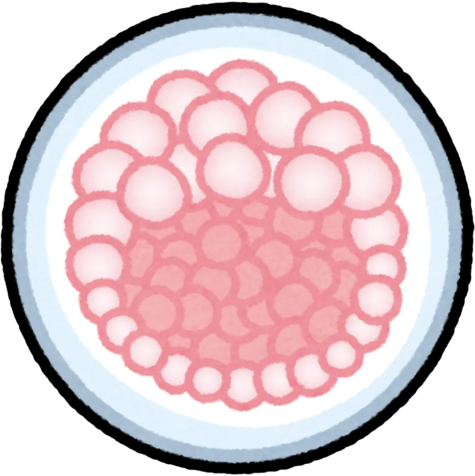 แผนภาพส่วนประกอบของบลาสโตซิสต์